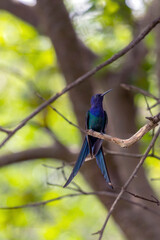 The swallow-tailed hummingbird perched on a branch of a tree in the forest. Its tail resembles scissors. The specie Eupetomena macroura also know the Beija-flor Tesosura. Birdwatching. Animal World.