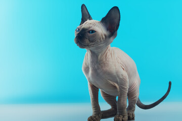 Hairless Canadian Sphynx Cat on isolated blue background