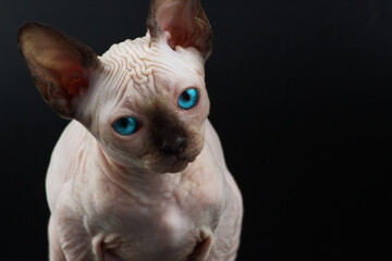 Blue eyed Hairless Canadian Sphynx Cat/kitten portrait on isolated black background