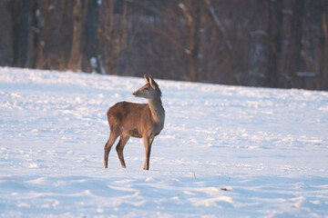 Chmara jeleni szlachetnych na zimowym polu
 - obrazy, fototapety, plakaty