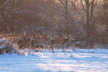 Chmara jeleni szlachetnych na zimowym polu
