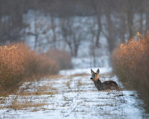 Dzika natura w Polsce, dzikie zwierzęta w naturalnym pejzażu © Michał Kurzątkowski