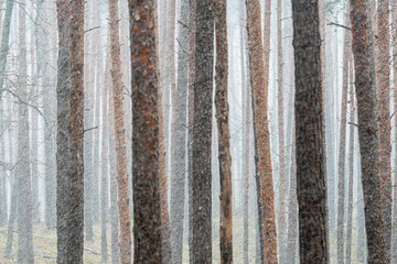 Dzika natura w Polsce, dzikie zwierzęta w naturalnym pejzażu © Michał Kurzątkowski