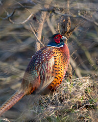 Dzika natura w Polsce, dzikie zwierzęta w naturalnym pejzażu © Michał Kurzątkowski