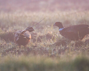 Dzika natura w Polsce, dzikie zwierzęta w naturalnym pejzażu © Michał Kurzątkowski