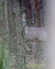 Dzika natura w Polsce, dzikie zwierzęta w naturalnym pejzażu © Michał Kurzątkowski
