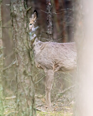 Dzika natura w Polsce, dzikie zwierzęta w naturalnym pejzażu © Michał Kurzątkowski