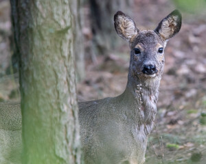 Dzika natura w Polsce, dzikie zwierzęta w naturalnym pejzażu © Michał Kurzątkowski