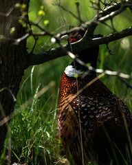 Dzika natura w Polsce, dzikie zwierzęta w naturalnym pejzażu © Michał Kurzątkowski