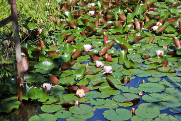 A field of pink water lilies in bloom in a forest pond. Lotus aquatic plant, beautiful flowers, natural background. Close-up. - obrazy, fototapety, plakaty