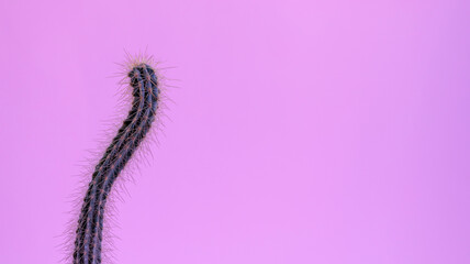 curvy stick cactus on pink background