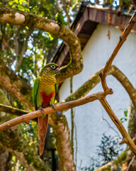 Bird on the Tree - Foz do Iguaçu - Brazil