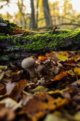 Champignon