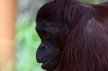 オランウータン