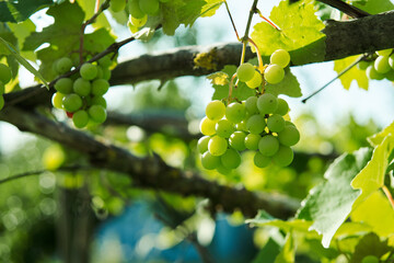 Fototapeta premium green grapes leaves nature summer organic natural product