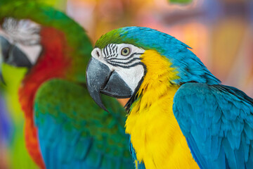 A blue-yellow parrot perched on a branch. in the midst of the city lights in a beautiful wildlife show