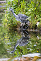 Birds by the river Lee, Ireland