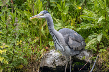 Birds by the river Lee, Ireland