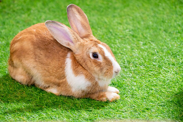 yellow and white rabbit on green artificial grass in the midst of bright lights at a wildlife show