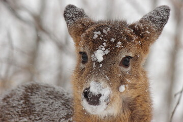 Cerf de Virginie en situation hivernale et automnale dans un parc national au Québec