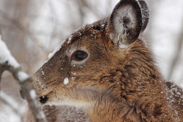 Cerf de Virginie en situation hivernale et automnale dans un parc national au Québec