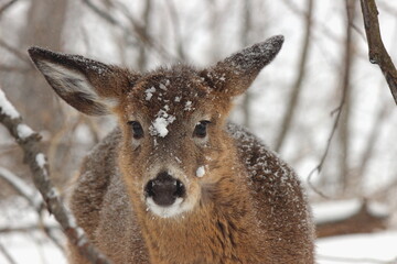 Cerf de Virginie en situation hivernale et automnale dans un parc national au Qu&eacute;bec