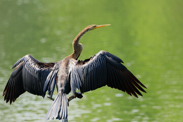 Oriental darter drying its wings
