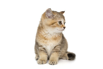 Small kitten sits with its head turned in profile