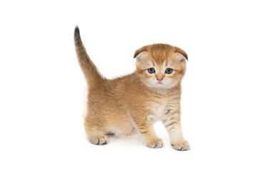 Obraz premium Small Scottish fold kitten