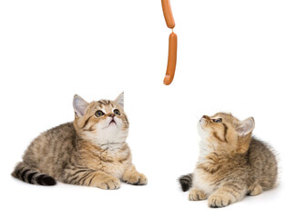 Two small kittens look up at sausages