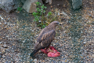 Wild golden eagle stands on a piece of raw meat