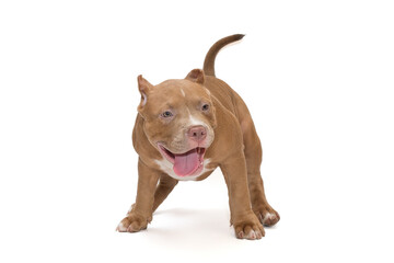 Small American bully puppy grimaces