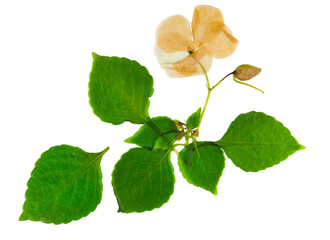 Pressed and dried flower balsam (balsaminaceae), isolated