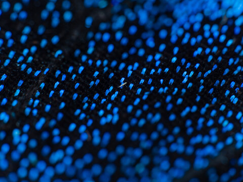  structures of Papilio paris wings at macro