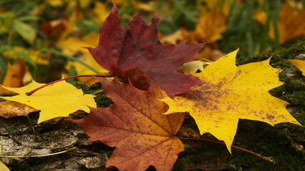 three maple leaves in the forest, selective focus