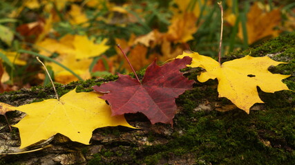 three maple leaves on a log, focus on a red leaf