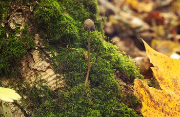 a lonely little mushroom among the moss