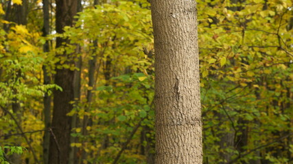 Obraz premium the surface of a tree trunk in the forest