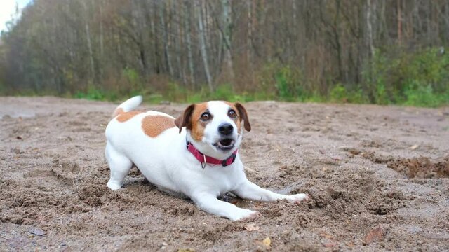 Playful Jack russell terrier dog in a red collar barking open its mouth, wagging its tail, looking at the camera, asking to play with it, runaway from the frame. Walking dogs in a nature park.