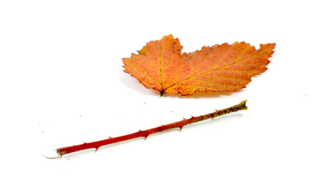 Fall leaf isolated on white background imafe