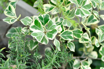 Mistletoe Fig, Mistletoe Rubber Plant or Ficus deltoidea and rosemary