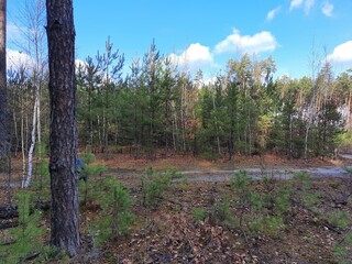 forest in autumn