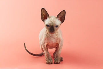 Blue eyed Hairless Canadian Sphynx Cat/kitten portrait on isolated pink background