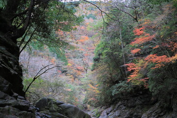 那賀町　紅葉