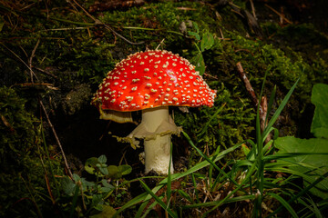 Amanita muscaria, commonly known as the fly agaric mushroom