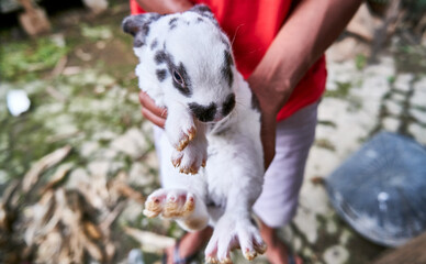 close-up of little rabbit, hand held