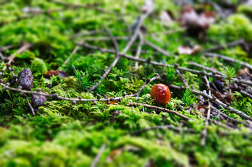 Small mushrooms on a mossy forest ground. Miniature Effect. Tilt shift. Sticks on moss.