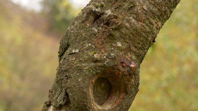 tree