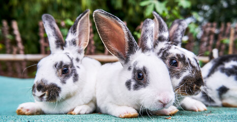 cute little bunny close-up