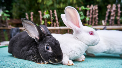 close-up of cute little bunny